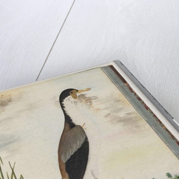 Page 80. Masked Lapwing or Spur, winged Plover by Unknown artist