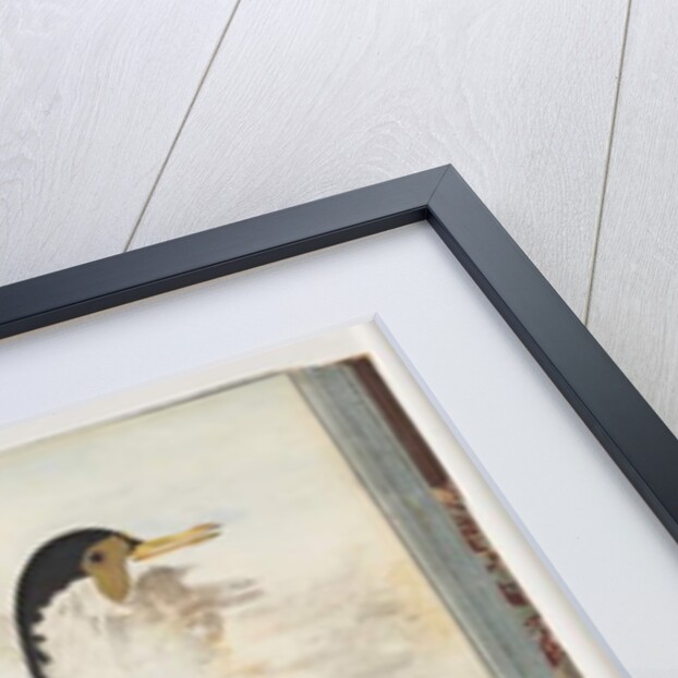 Page 80. Masked Lapwing or Spur, winged Plover by Unknown artist