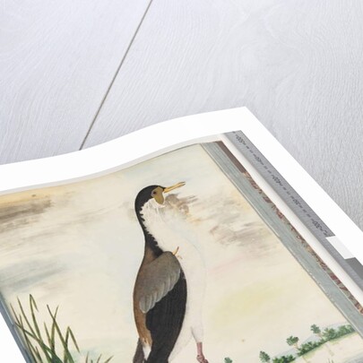 Page 80. Masked Lapwing or Spur, winged Plover by Unknown artist