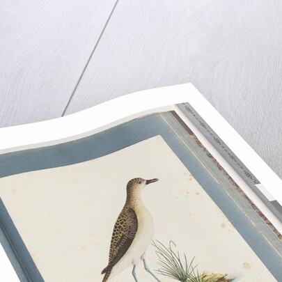 Page 82. Golden Plover by Unknown artist