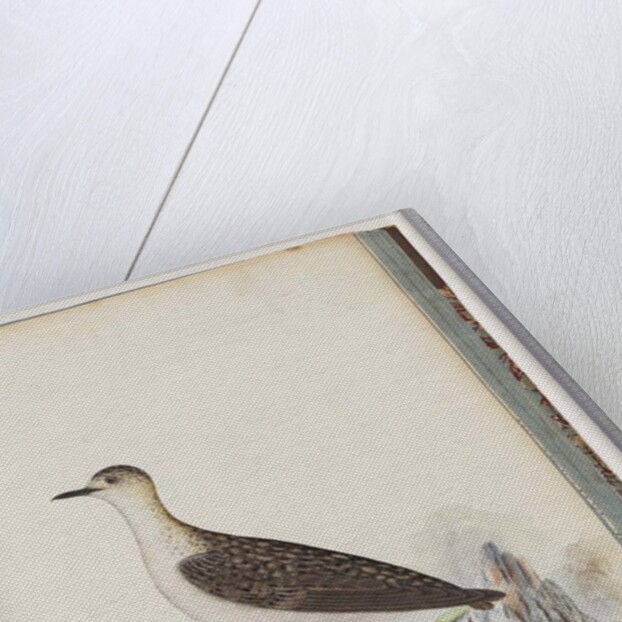 Page 83. Female Golden Plover by Unknown artist