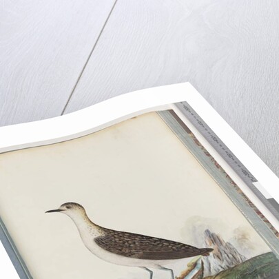 Page 83. Female Golden Plover by Unknown artist