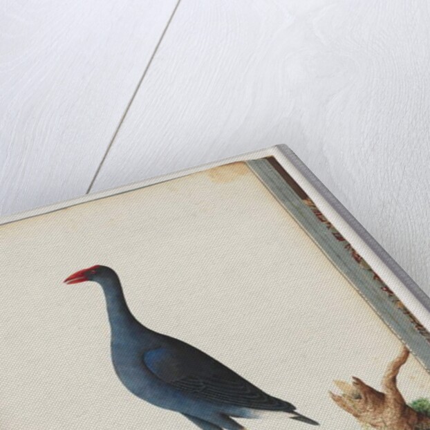 Page 84. Purple Swamphen. Purple Gallinule by Unknown artist