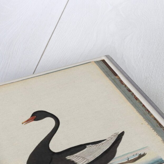 Page 86. Black Swan. The Female anas atrata by Unknown artist