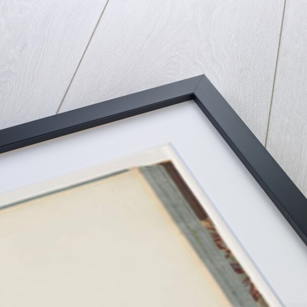 Page 86. Black Swan. The Female anas atrata by Unknown artist