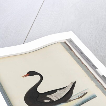 Page 86. Black Swan. The Female anas atrata by Unknown artist