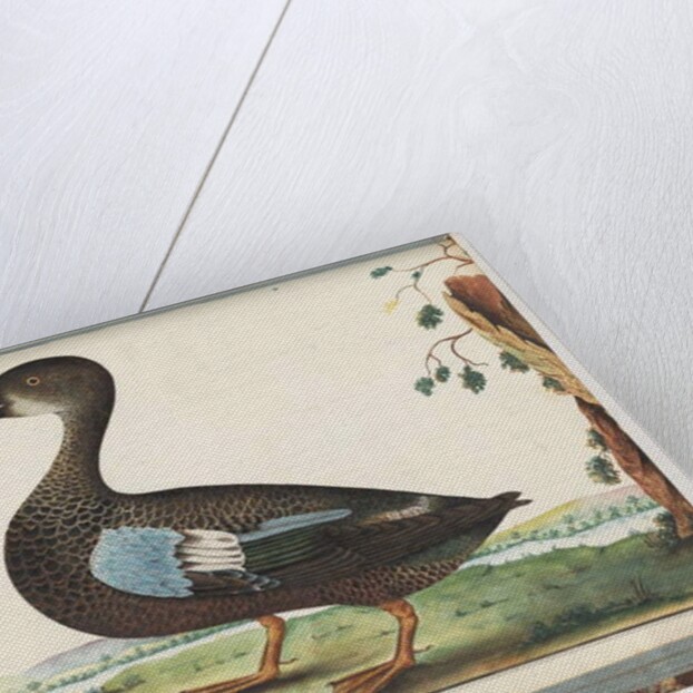 Page 87. Duck by Unknown artist