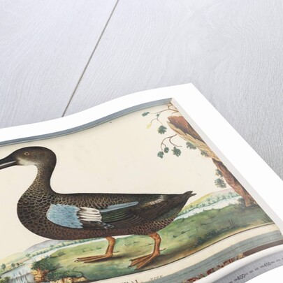 Page 87. Duck by Unknown artist