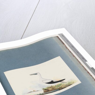 Page 91. Unidentified bird. Pel. borssanus by Unknown artist