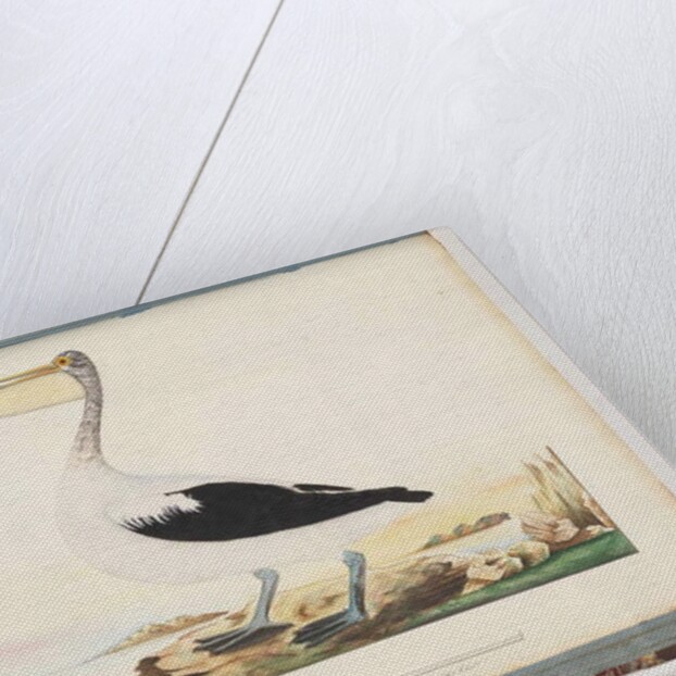 Page 92. Australian Pelican by Unknown artist