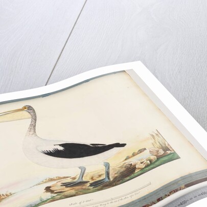 Page 92. Australian Pelican by Unknown artist