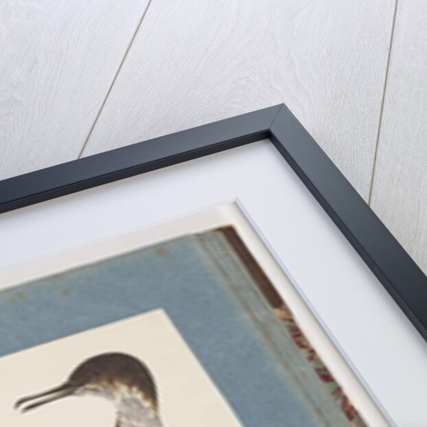 Page 96. Unidentified Bird by Unknown artist