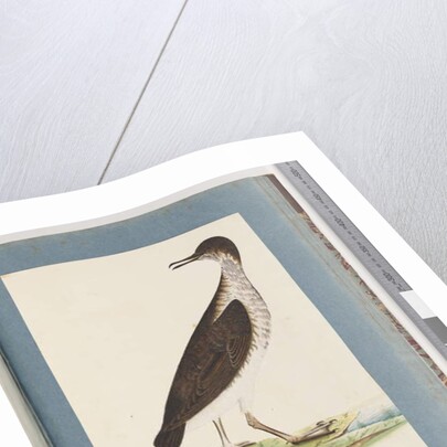 Page 96. Unidentified Bird by Unknown artist