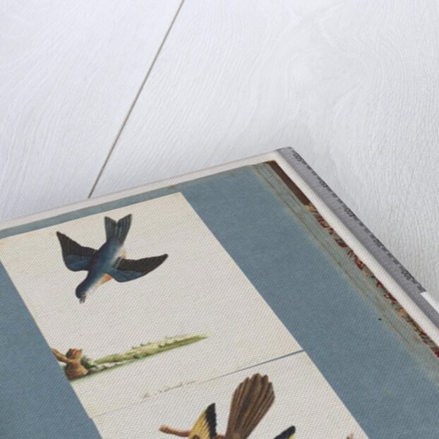 Page 97. Unidentified Birds by Unknown artist