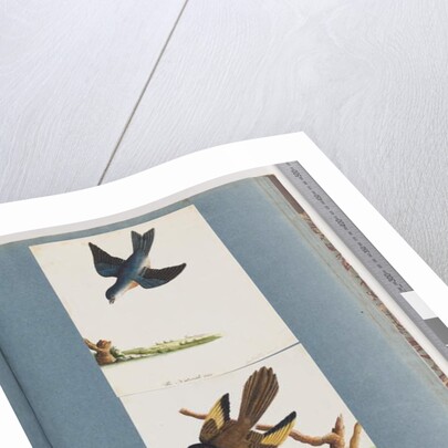 Page 97. Unidentified Birds by Unknown artist