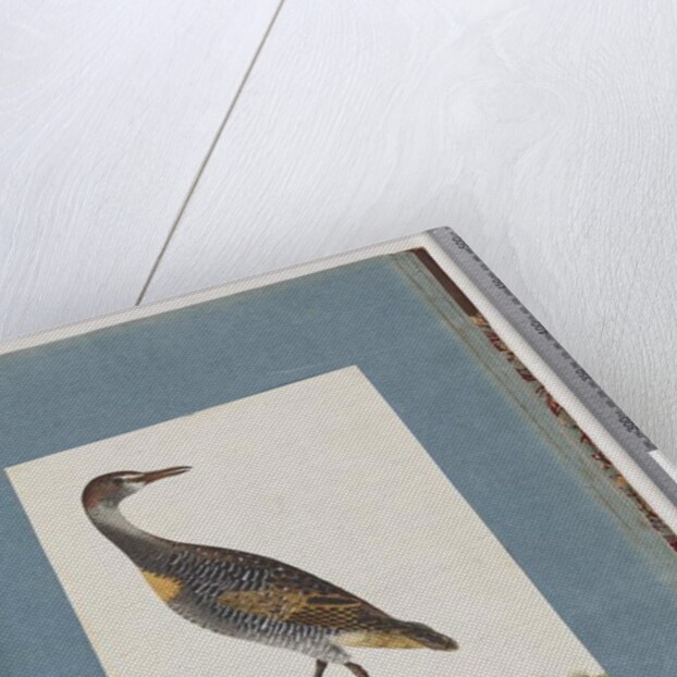 Page 99. Buff-banded Rail by Unknown artist