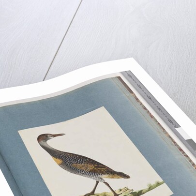 Page 99. Buff-banded Rail by Unknown artist