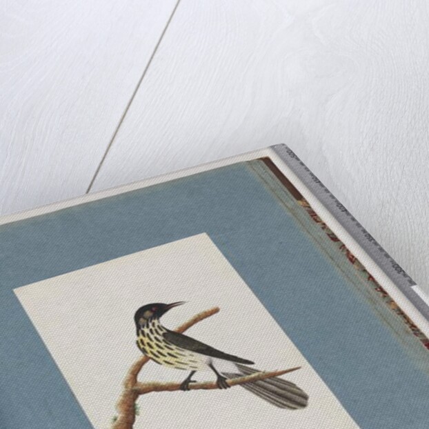 Page 100. New Holland Honeyeater. Certhia Novae Hollandiae by Unknown artist