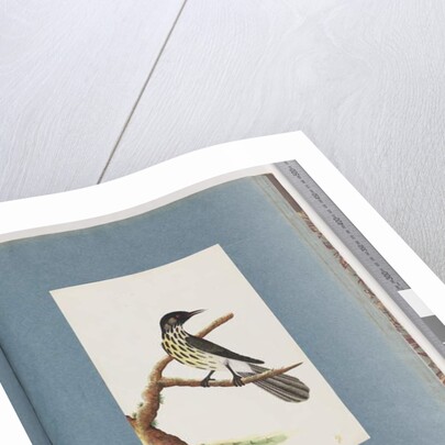 Page 100. New Holland Honeyeater. Certhia Novae Hollandiae by Unknown artist