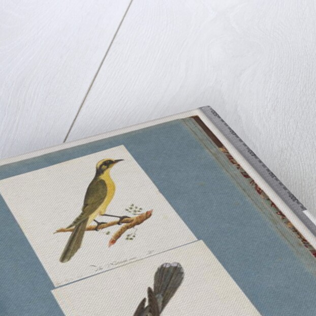 Page 101. Yellow-tufted Honeyeater. 102. Unidentified Bird by Unknown artist