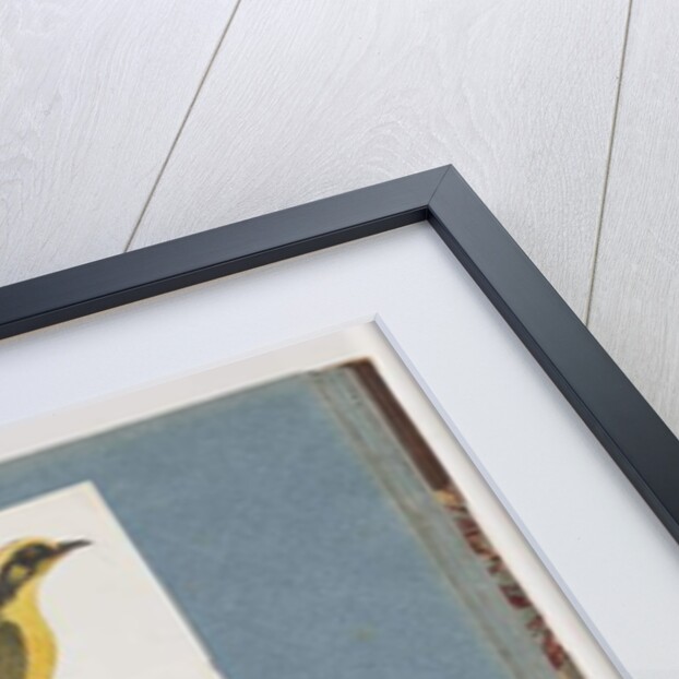 Page 101. Yellow-tufted Honeyeater. 102. Unidentified Bird by Unknown artist