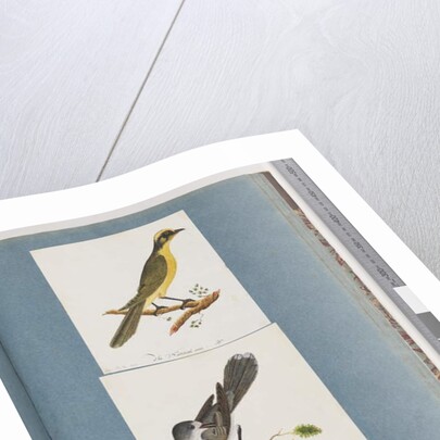 Page 101. Yellow-tufted Honeyeater. 102. Unidentified Bird by Unknown artist