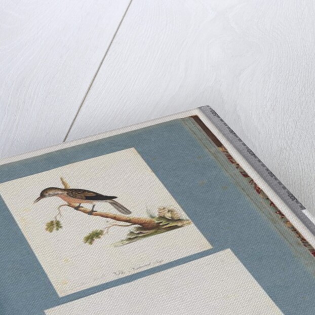 Page 103. Unidentified Bird. Honeyeater. 104. Unidentified Bird by Unknown artist