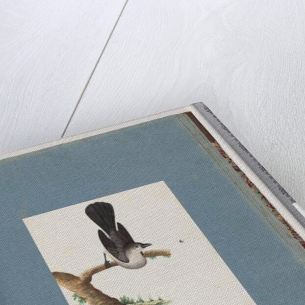 Page 107. Unidentified Bird by Unknown artist