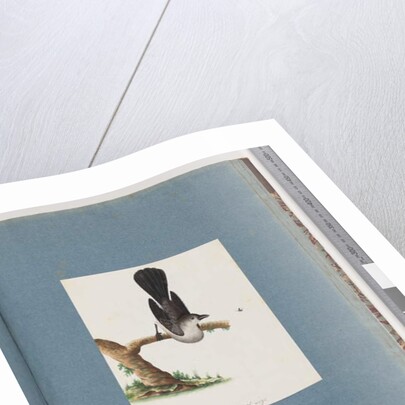 Page 107. Unidentified Bird by Unknown artist