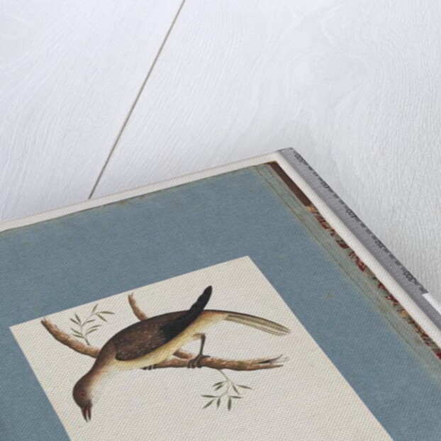 Page 108. Unidentified Bird by Unknown artist