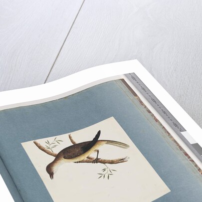 Page 108. Unidentified Bird by Unknown artist