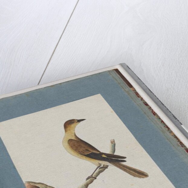 Page 109. Unidentified Bird by Unknown artist