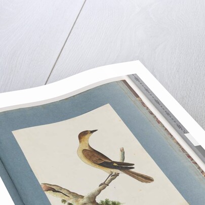 Page 109. Unidentified Bird by Unknown artist