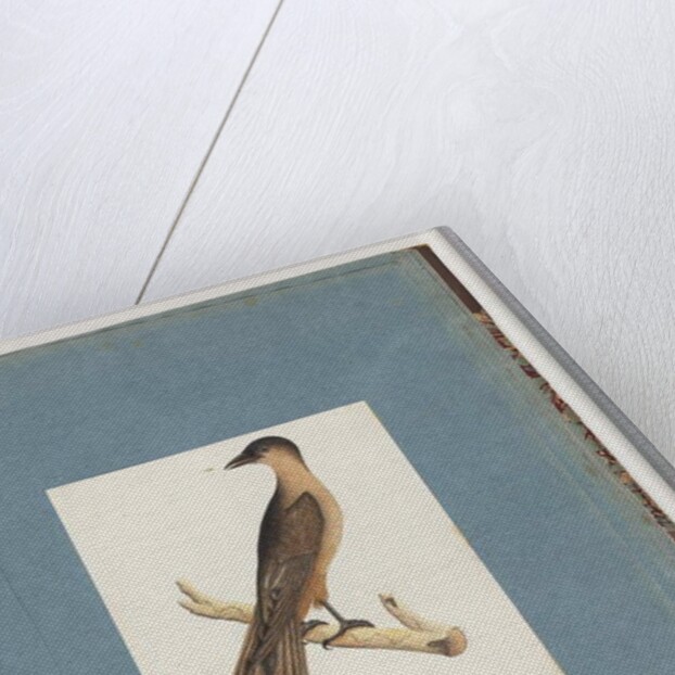 Page 110. Unidentified Bird by Unknown artist