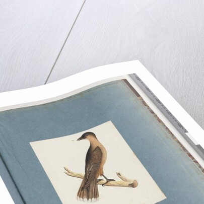 Page 110. Unidentified Bird by Unknown artist