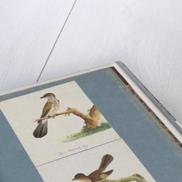 Page 111. Unidentified Bird. 112. Unidentified Bird. by Unknown artist