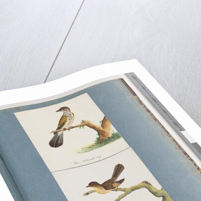 Page 111. Unidentified Bird. 112. Unidentified Bird. by Unknown artist