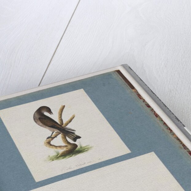 Page 123. Unidentified Bird. 124. Unidentified Bird by Unknown artist