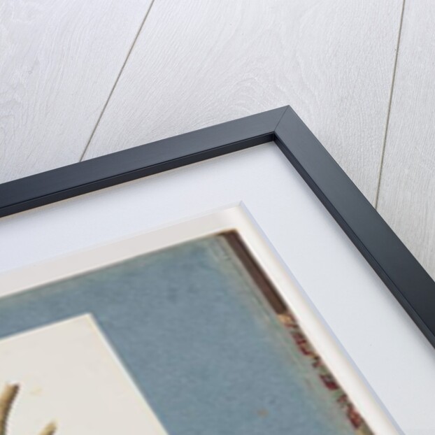 Page 123. Unidentified Bird. 124. Unidentified Bird by Unknown artist