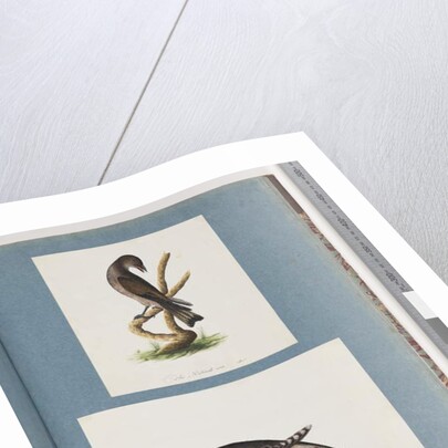 Page 123. Unidentified Bird. 124. Unidentified Bird by Unknown artist