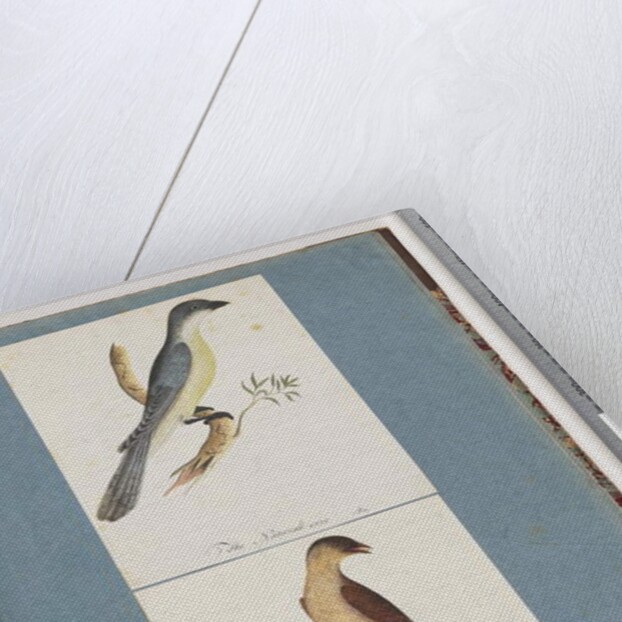 Page 138. Unidentified Bird. 139. Unidentified Bird by Unknown artist