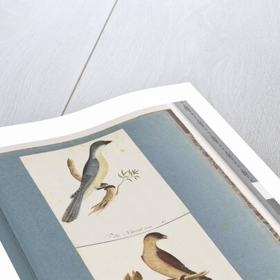 Page 138. Unidentified Bird. 139. Unidentified Bird by Unknown artist