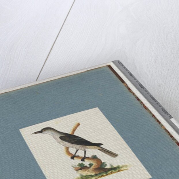 Page 146. Unidentified Bird. Honeyeater by Unknown artist