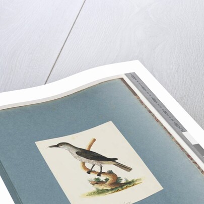 Page 146. Unidentified Bird. Honeyeater by Unknown artist