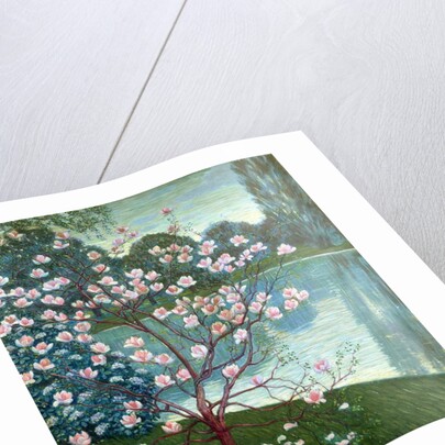 Magnolia by Wilhelm List