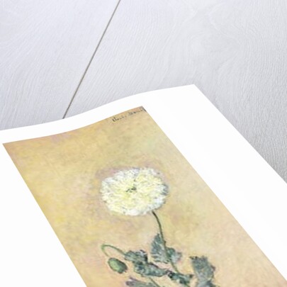 White Poppy, 1883 by Claude Monet