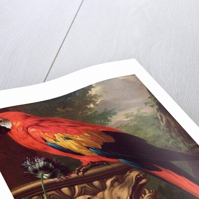 Scarlet Macaw in a Landscape by Jakob Bogdani or Bogdany