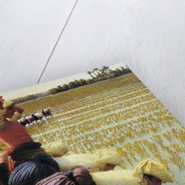 An Italian Rice Field, 1901 by Angelo Morbelli