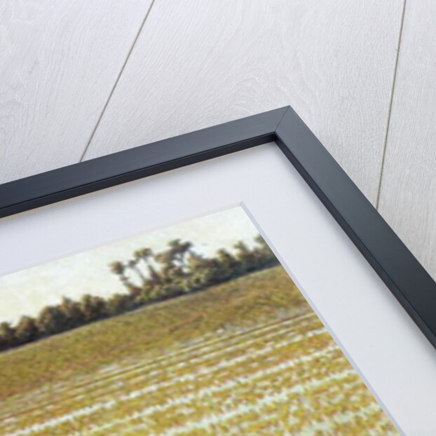 An Italian Rice Field, 1901 by Angelo Morbelli