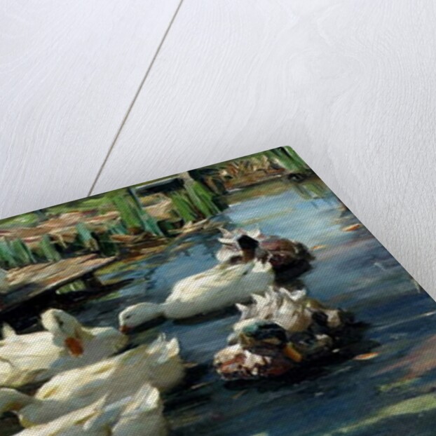 Ducks in a Pool by Alexander Koester